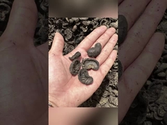 Máquina de fabricação de grânulos de matriz plana